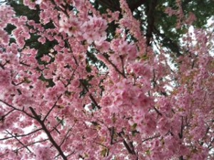 IMG_0034